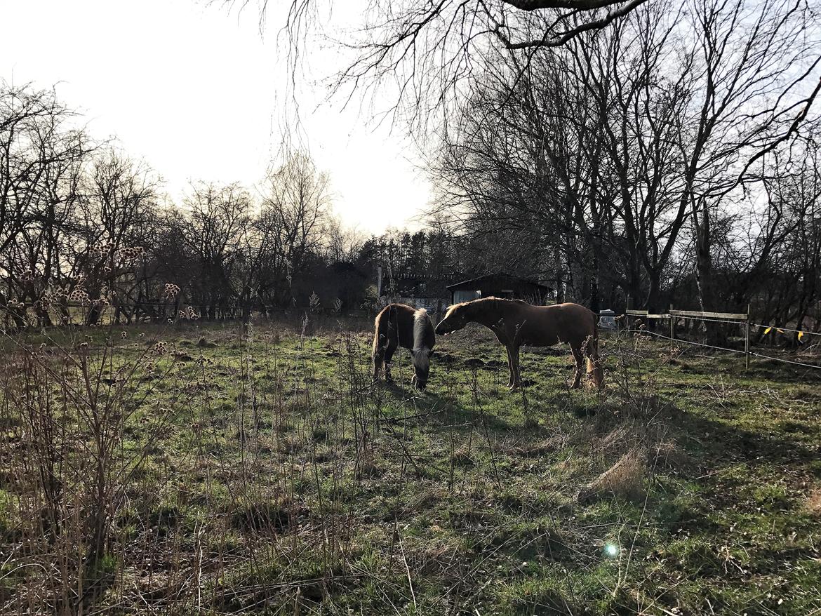 Anden særlig race Speedy billede 13