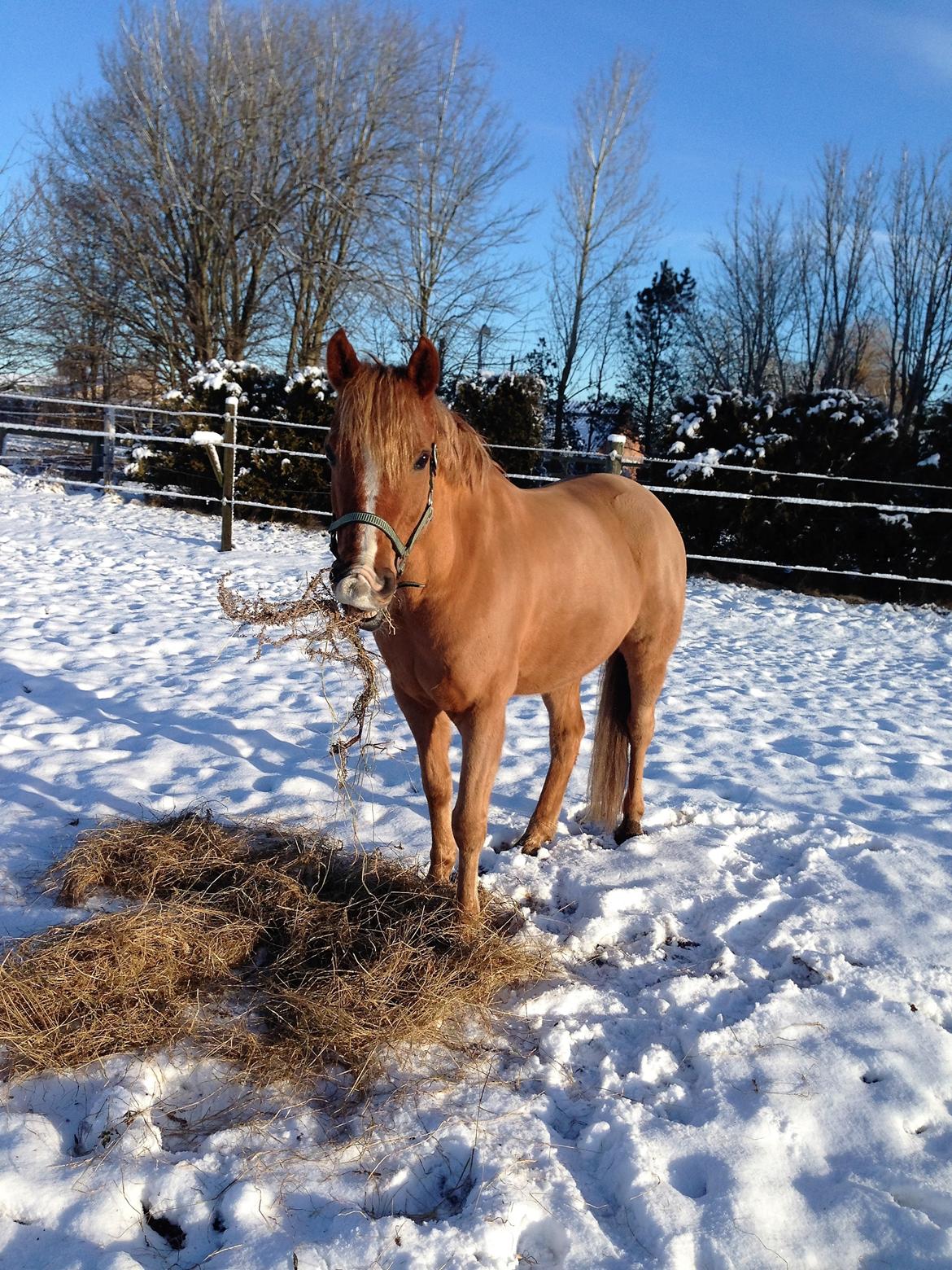 Anden særlig race Speedy billede 7
