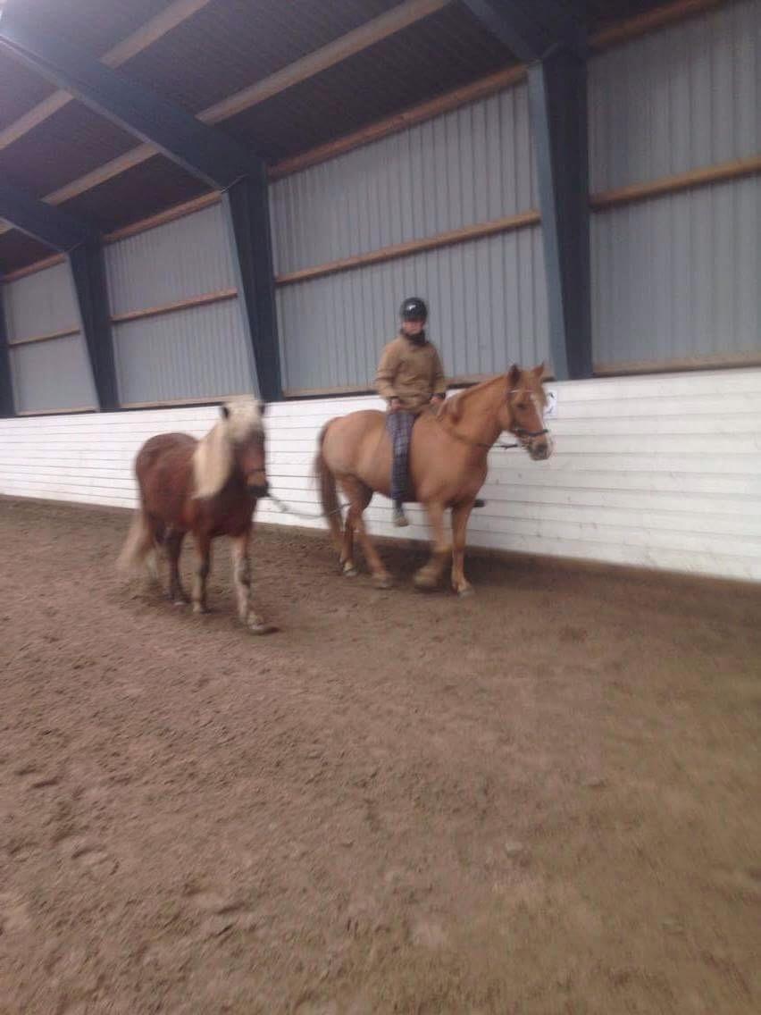 Anden særlig race Speedy - Første træning med Flika som håndhest billede 14