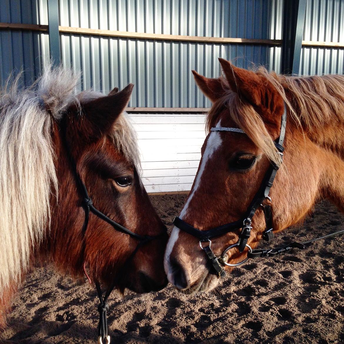 Anden særlig race Speedy - Speedy og Flika hilser for første gang. billede 15