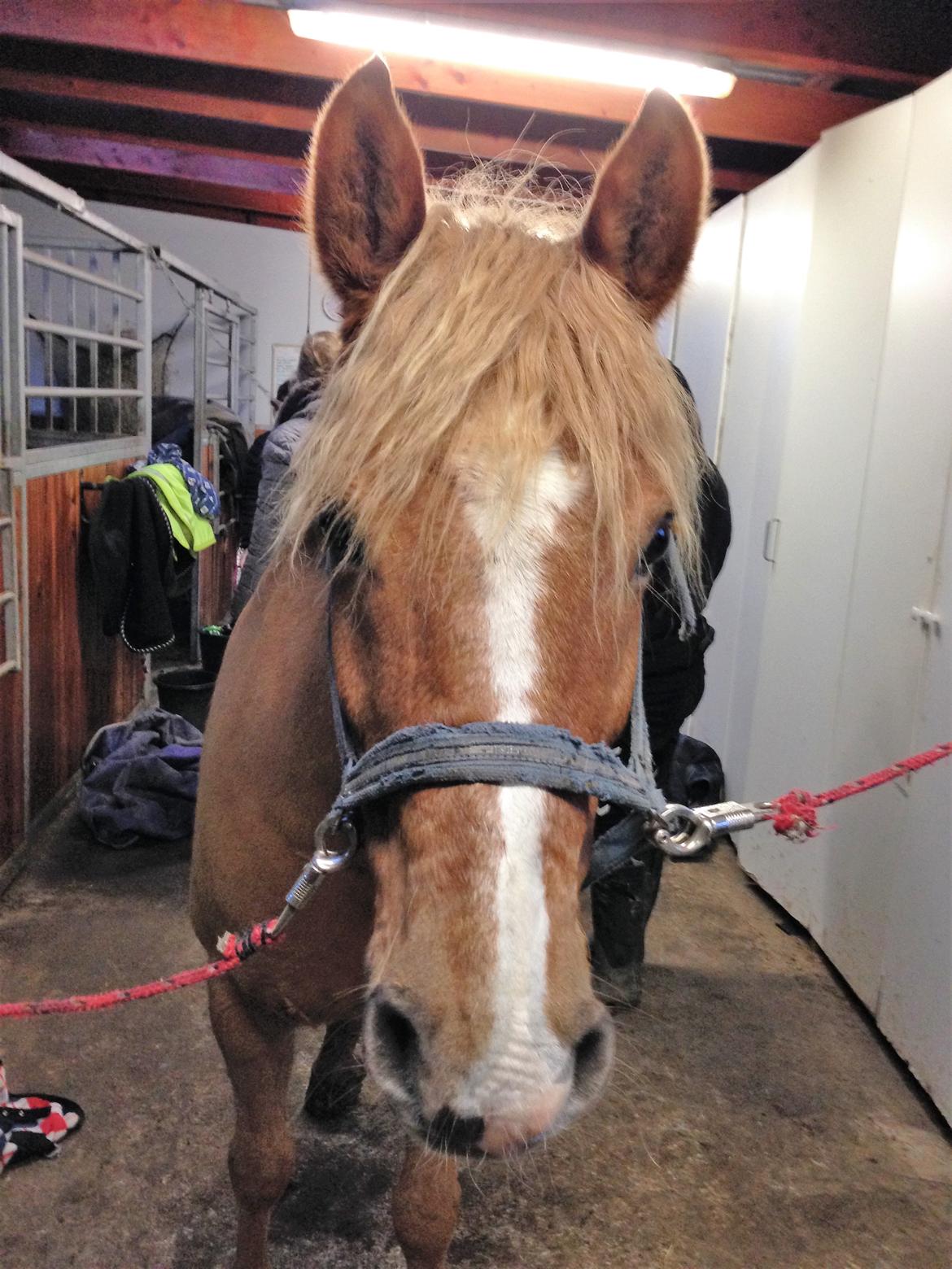 Anden særlig race Speedy - Gensyn med Speedy efter alt for mange år. billede 18