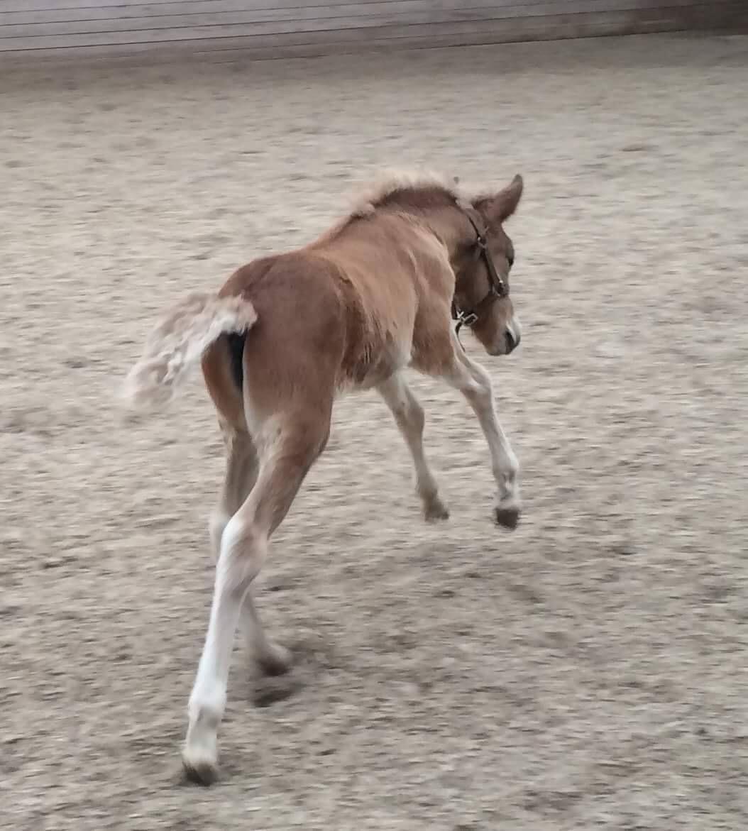 Islænder Flika billede 15