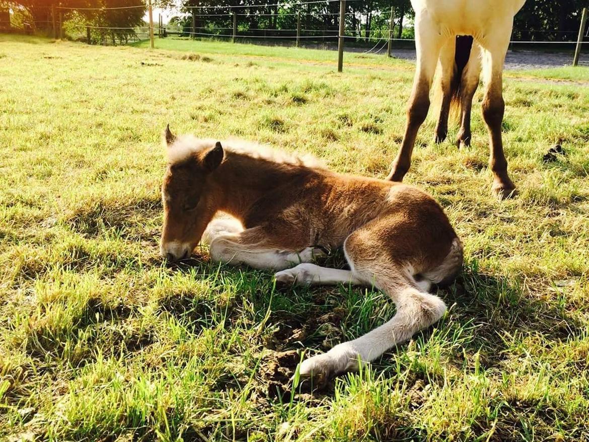 Islænder Flika billede 20