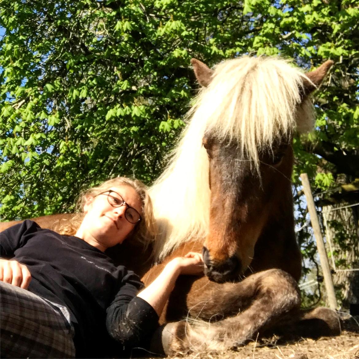 Islænder Flika billede 11