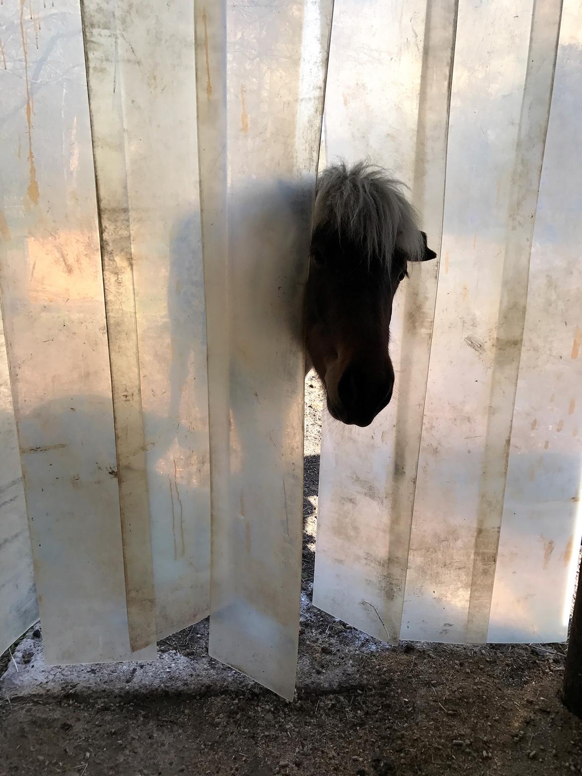 Islænder Flika billede 16