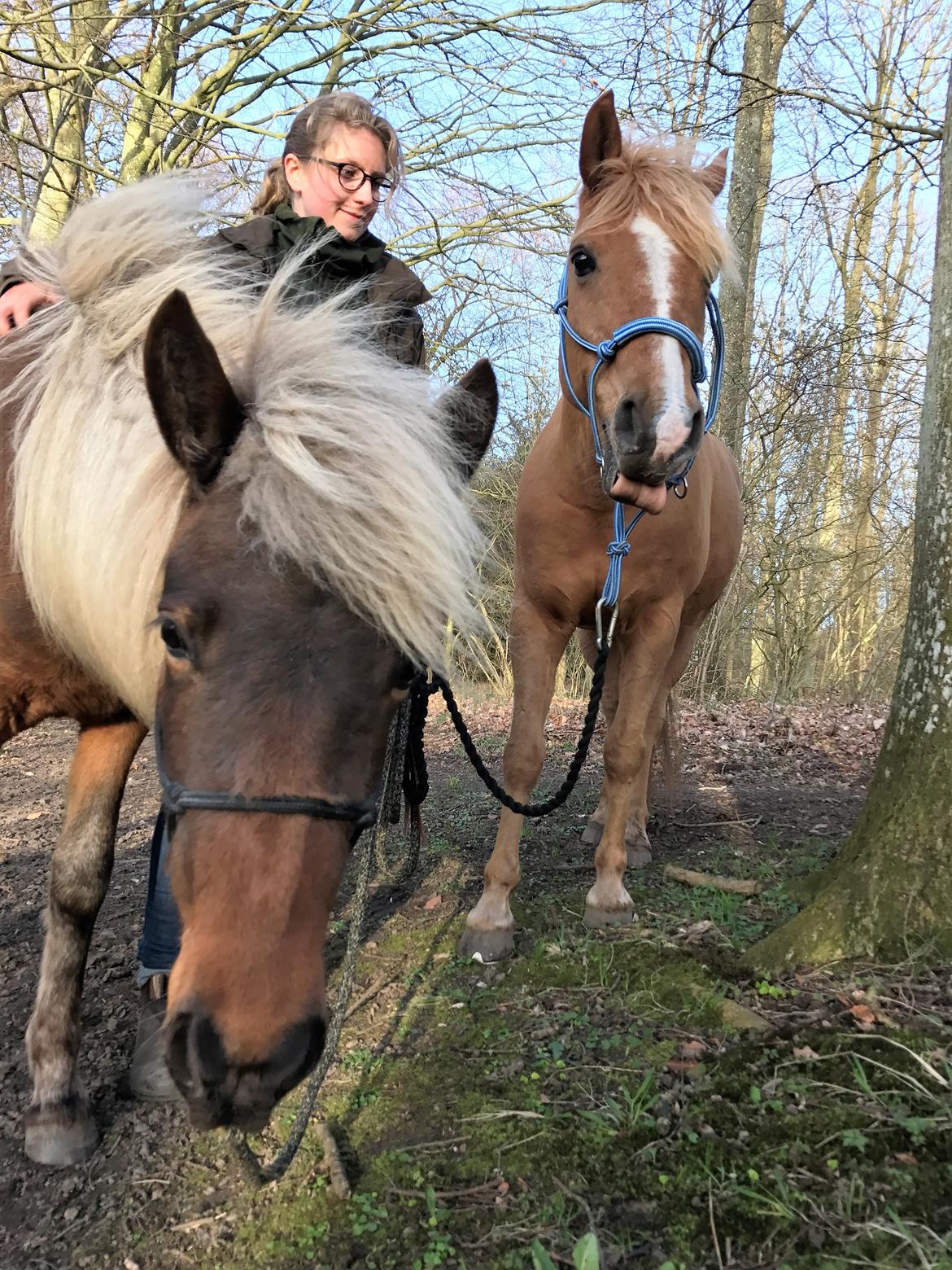 Islænder Flika billede 18