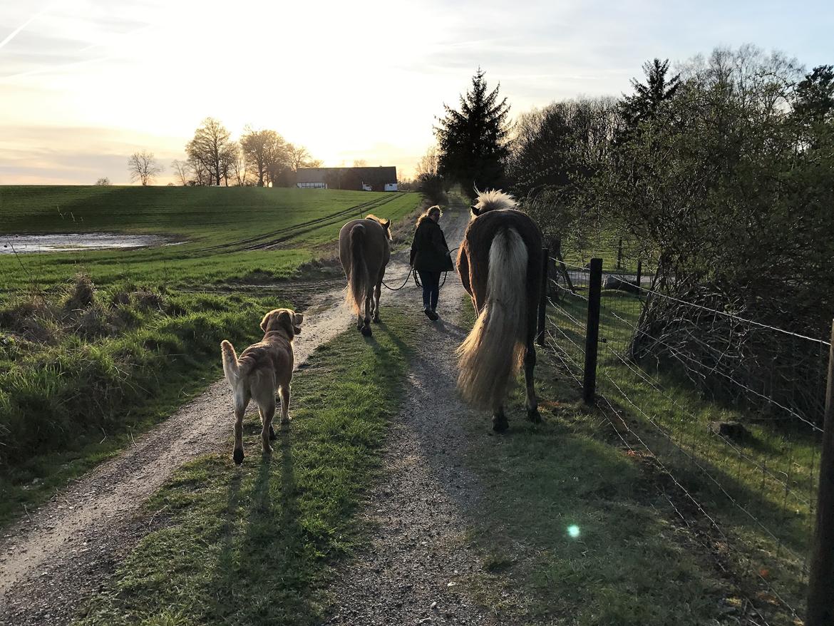 Islænder Flika billede 17