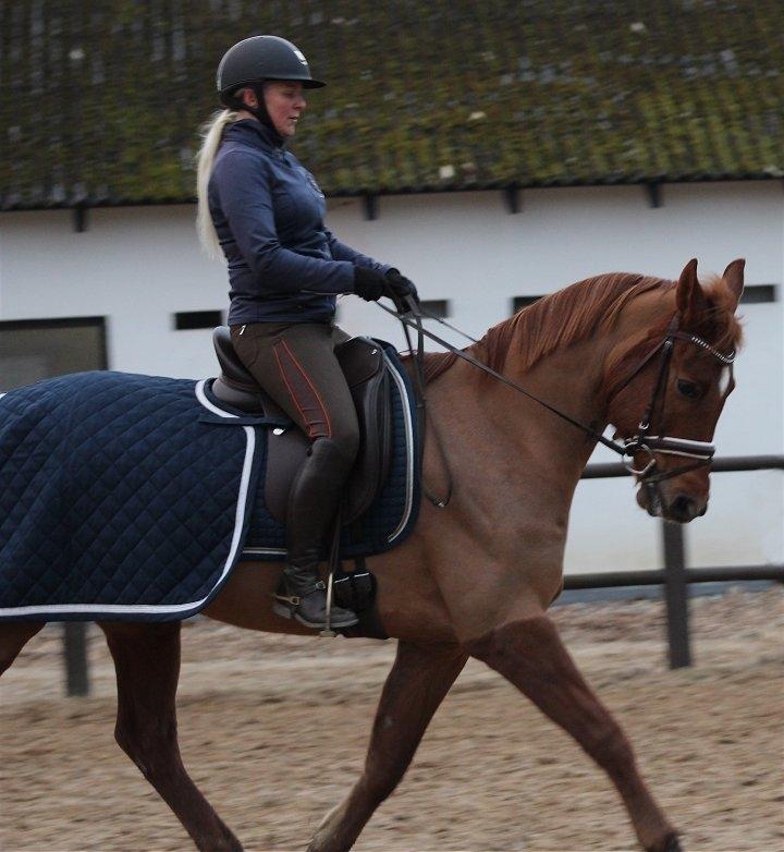 Anden særlig race Sweet Marquis (Tak for 2 fantastiske år) billede 4