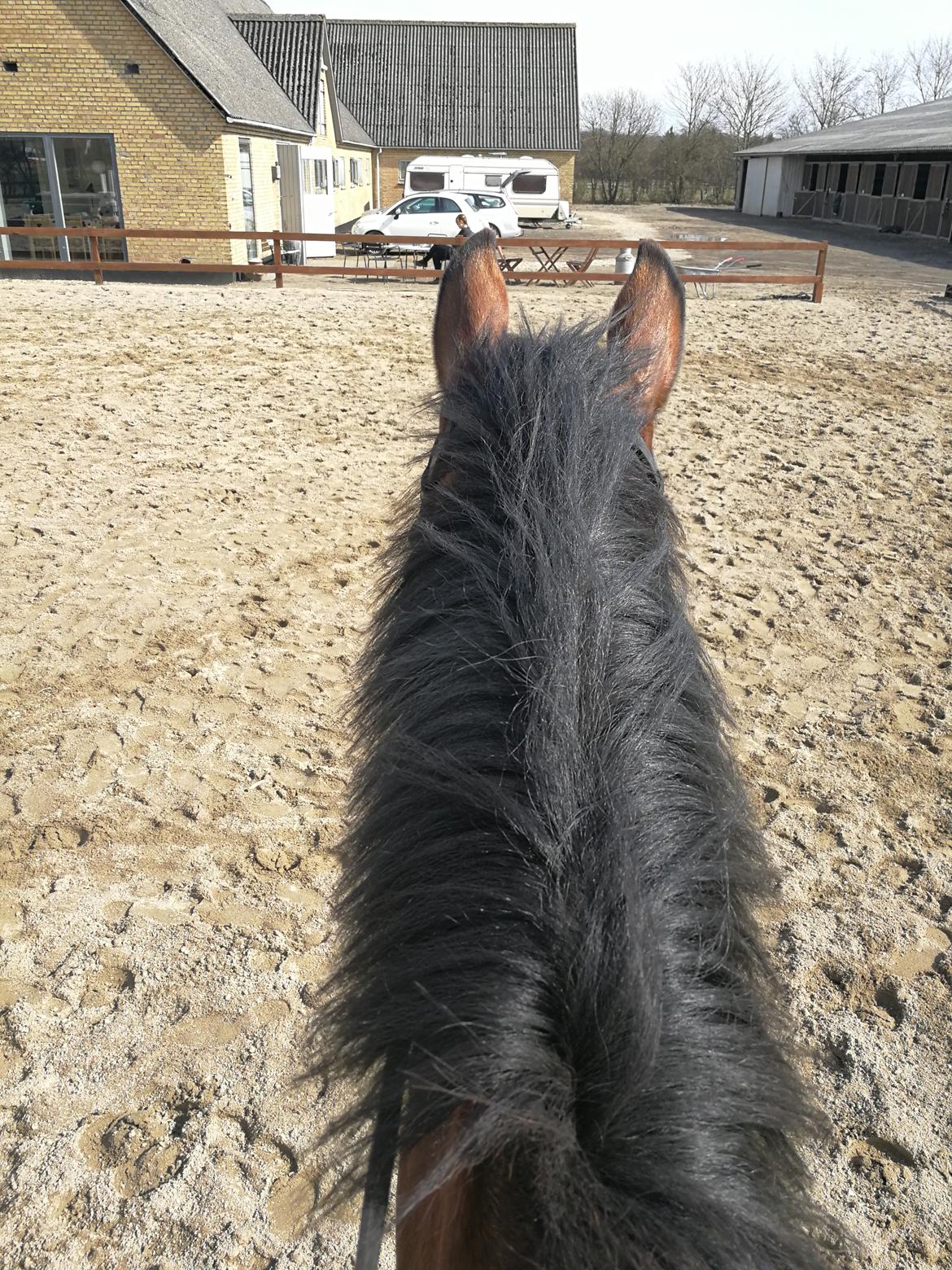 Dansk Varmblod Tabasco billede 2