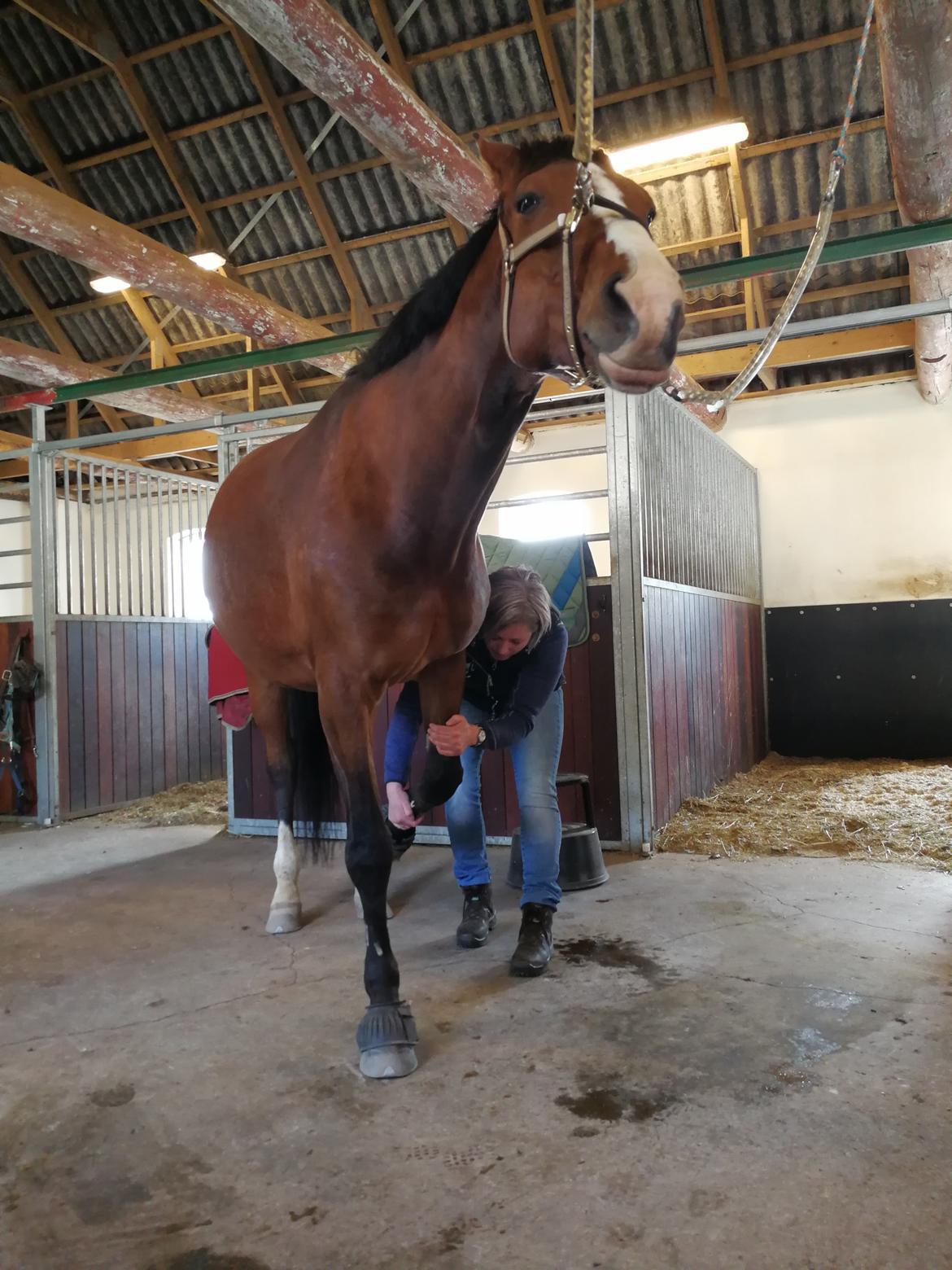 Dansk Varmblod Tabasco billede 3