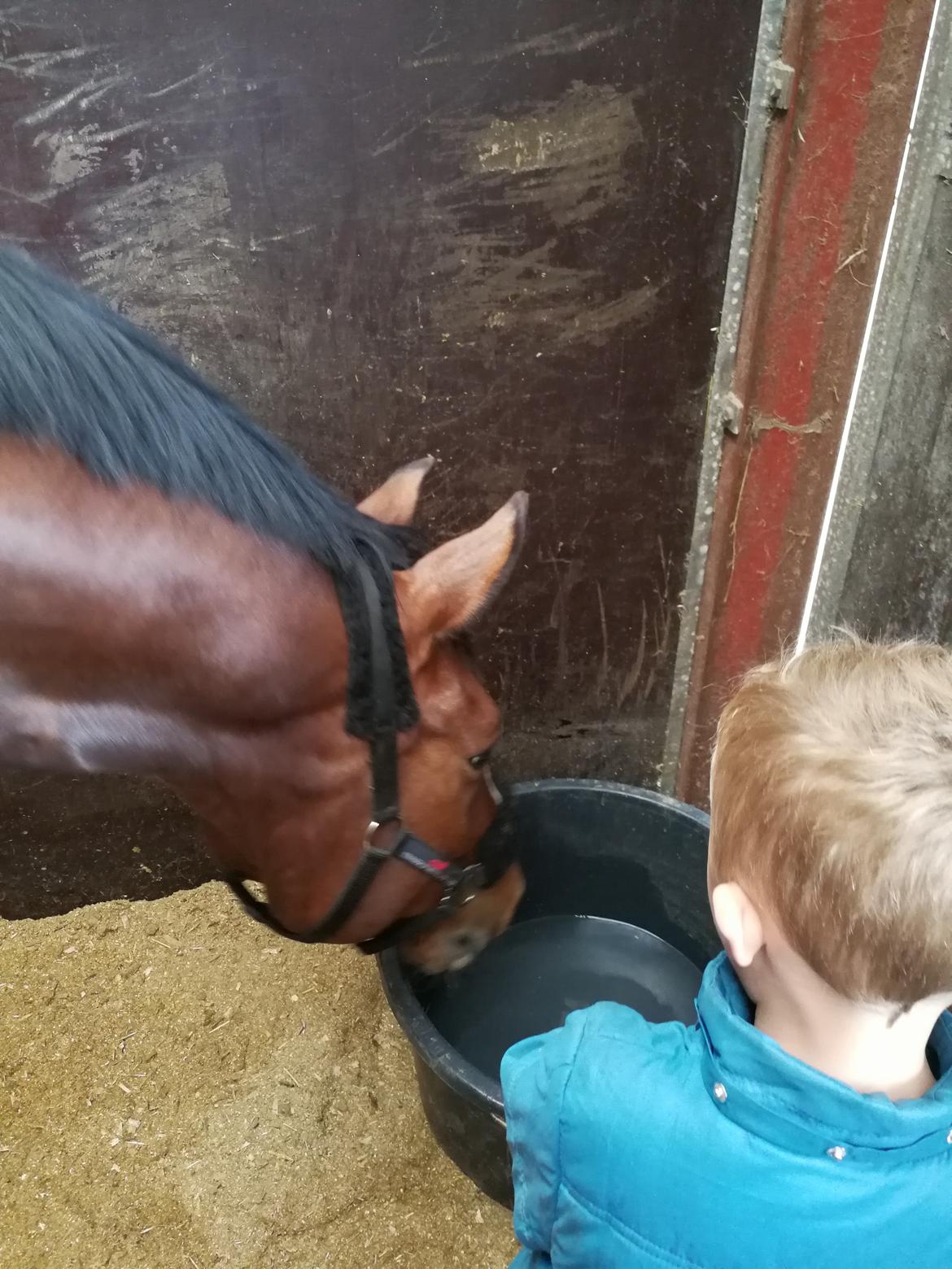 Dansk Varmblod Tabasco billede 4