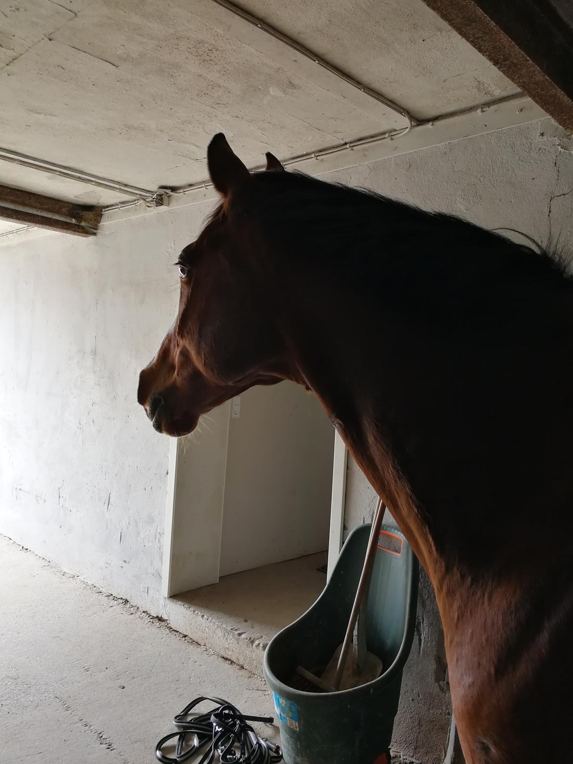 Dansk Varmblod Tabasco billede 1