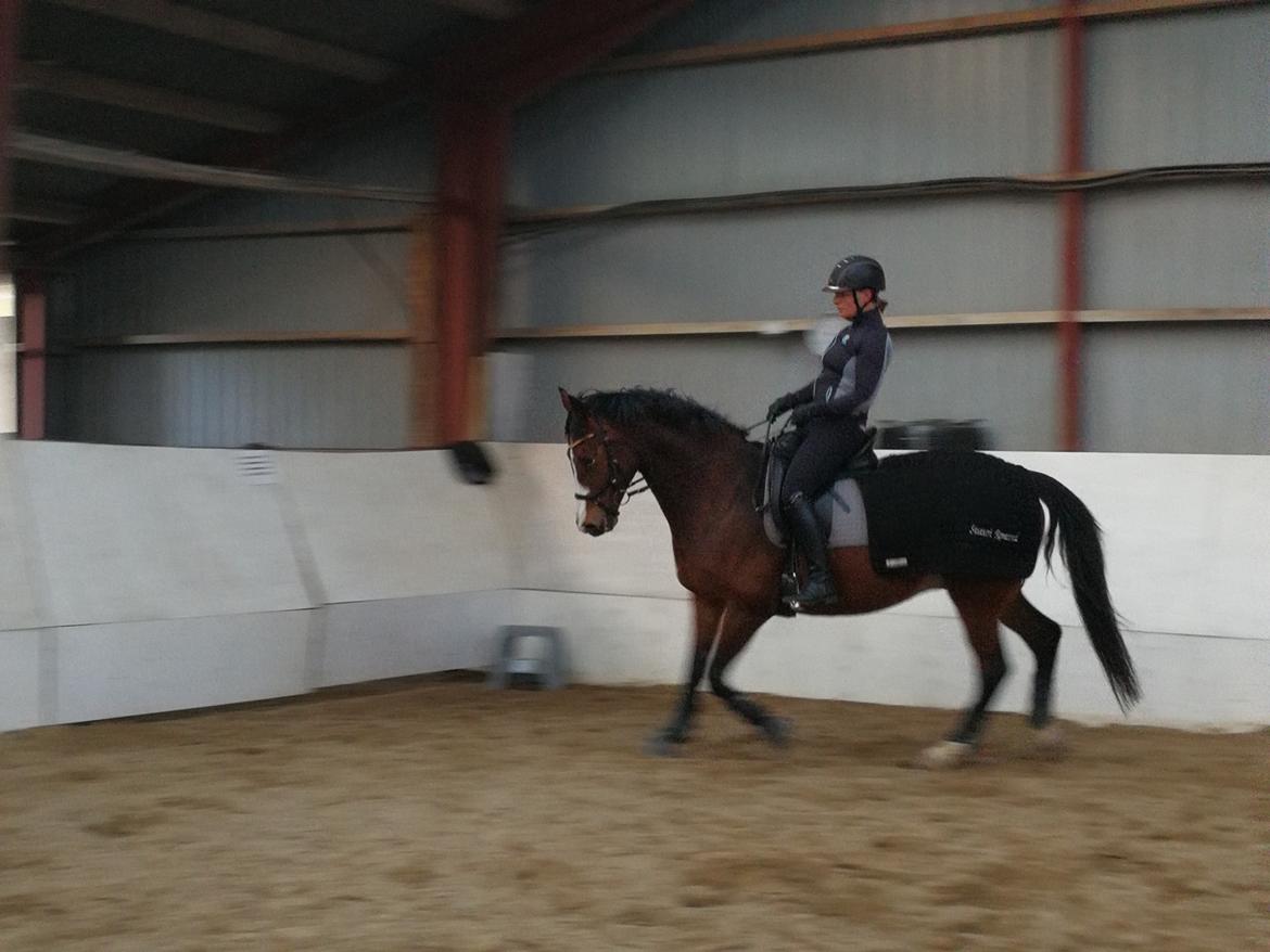 Dansk Varmblod Tabasco billede 5