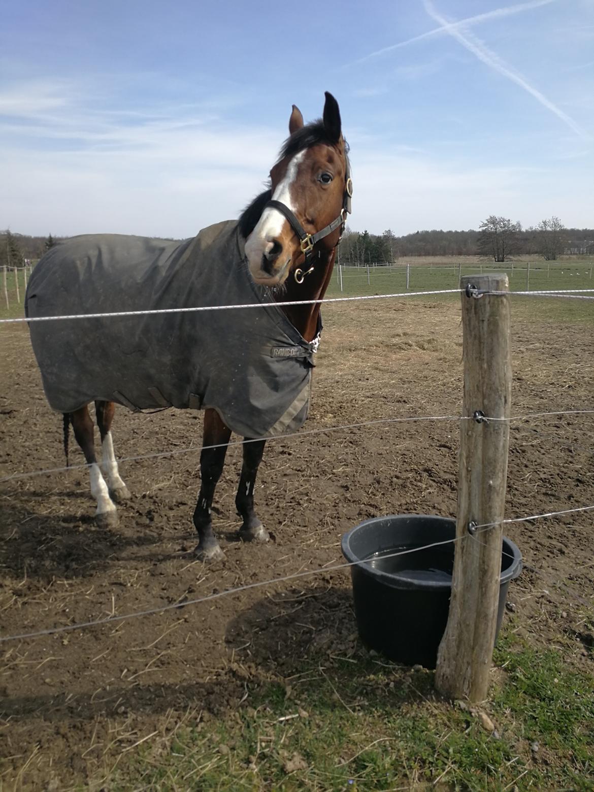 Dansk Varmblod Tabasco billede 6