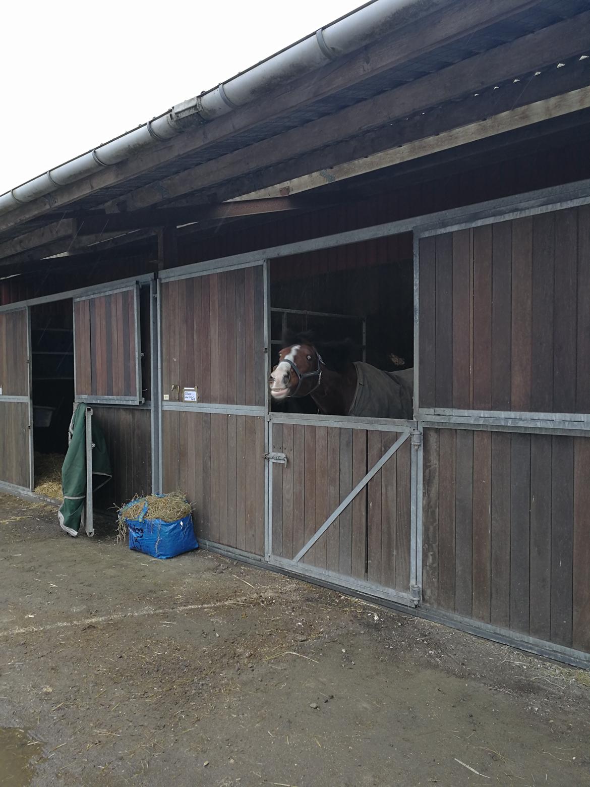 Dansk Varmblod Tabasco billede 7