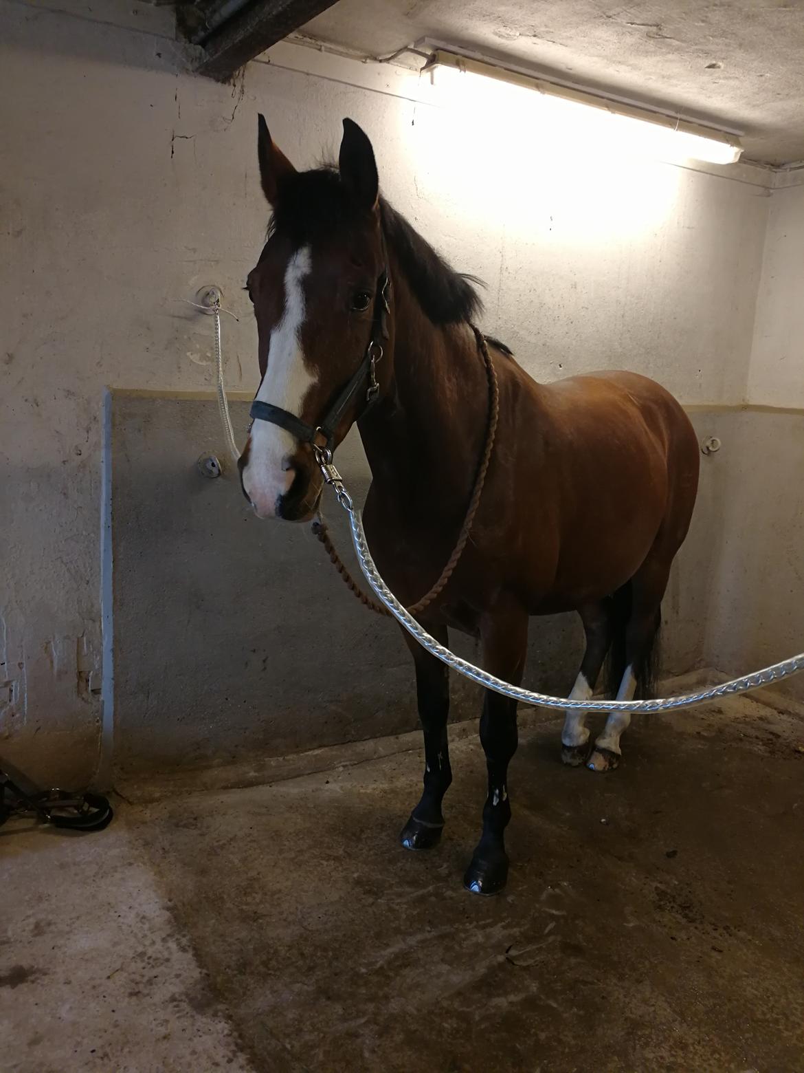 Dansk Varmblod Tabasco billede 8