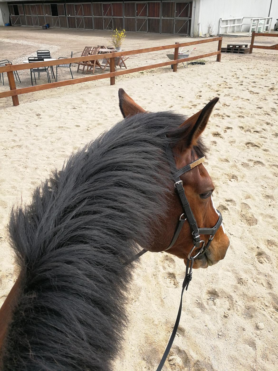 Dansk Varmblod Tabasco billede 9