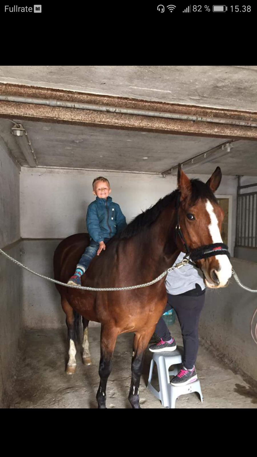 Dansk Varmblod Tabasco billede 10