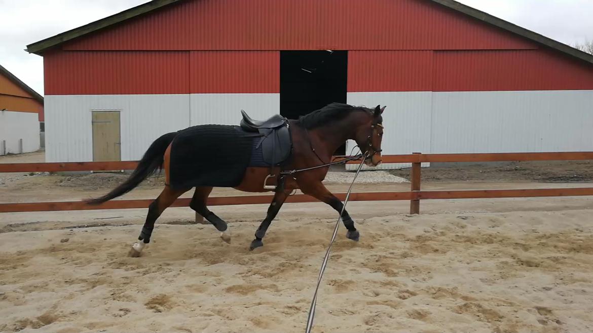 Dansk Varmblod Tabasco billede 11