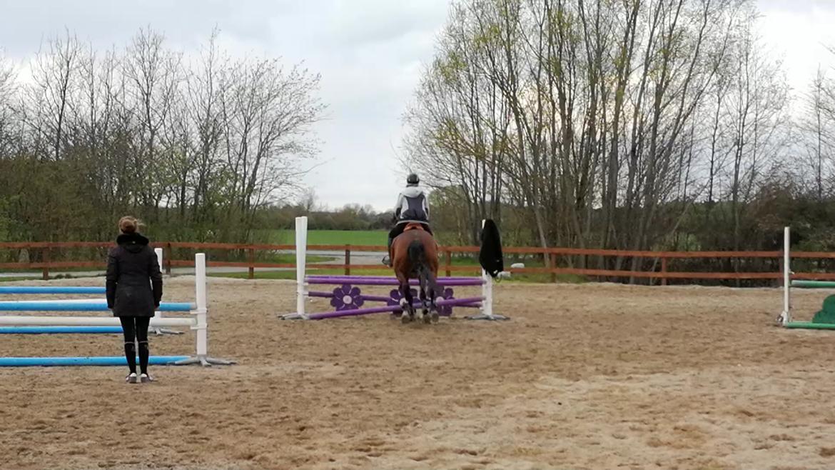 Dansk Varmblod Tabasco billede 12