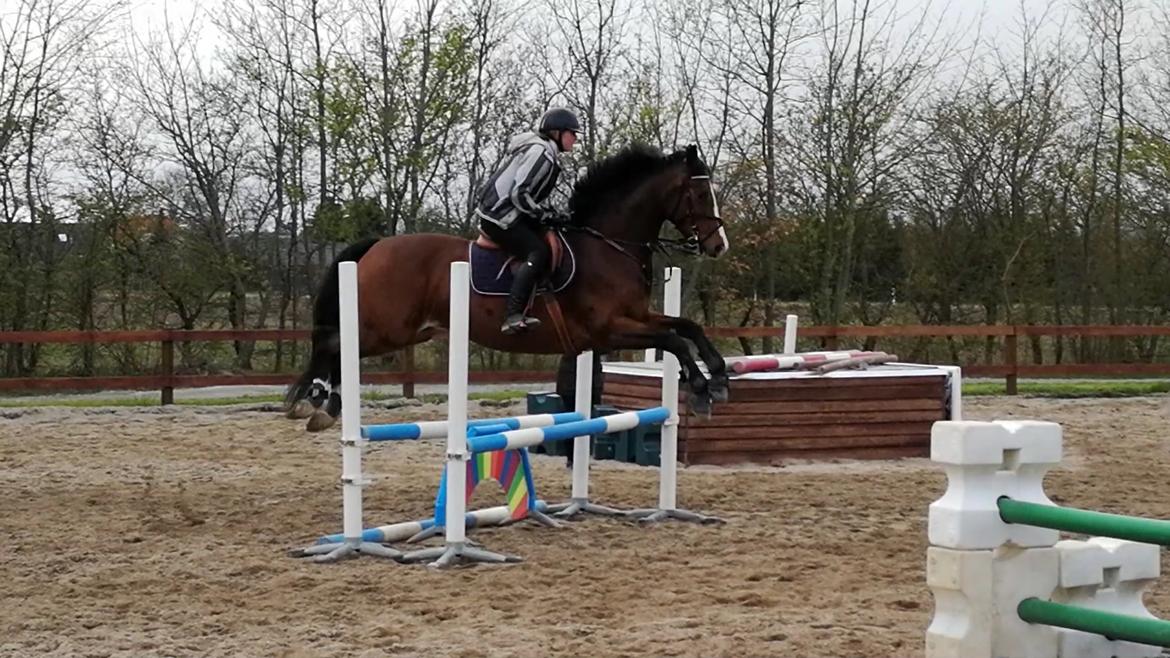 Dansk Varmblod Tabasco billede 13