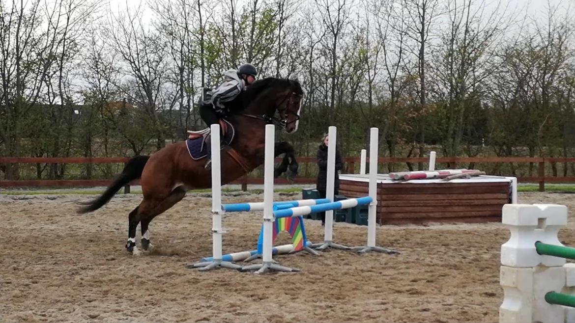 Dansk Varmblod Tabasco billede 14