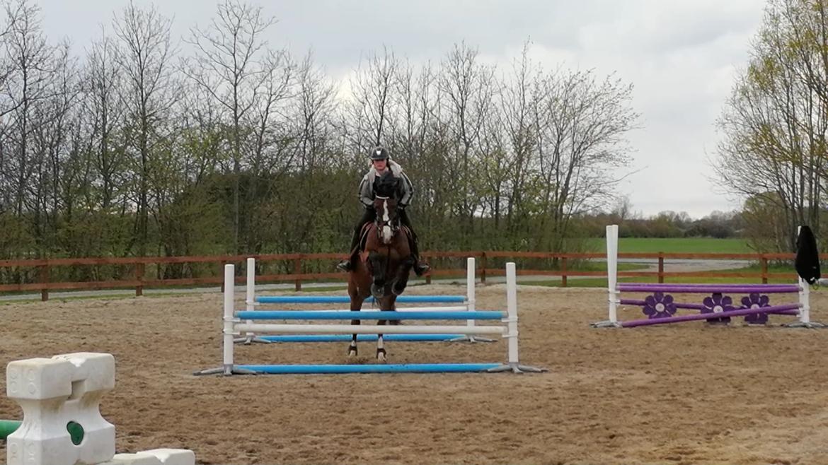 Dansk Varmblod Tabasco billede 15