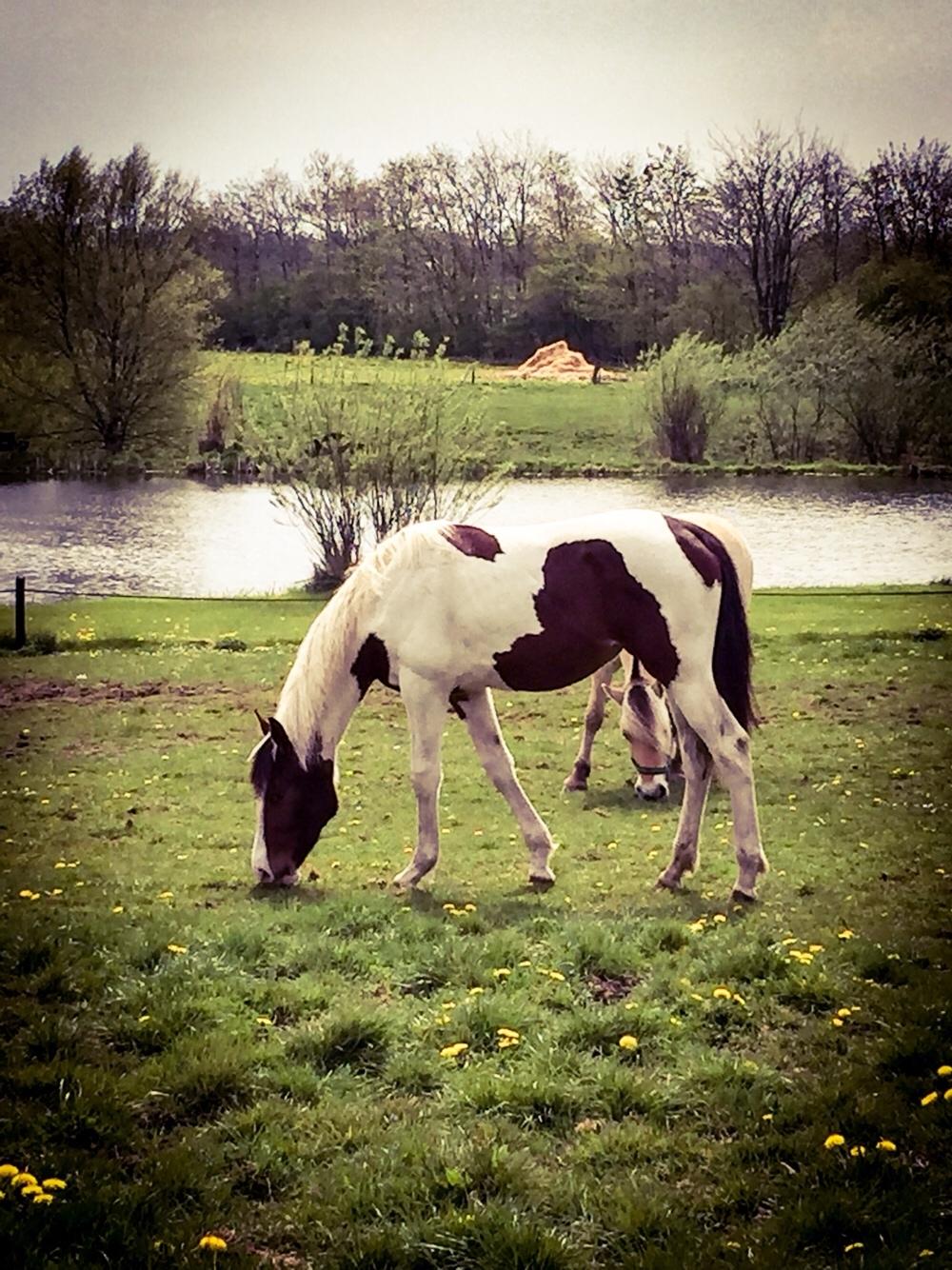 Anden særlig race Holmbergs Kiki Nova billede 13