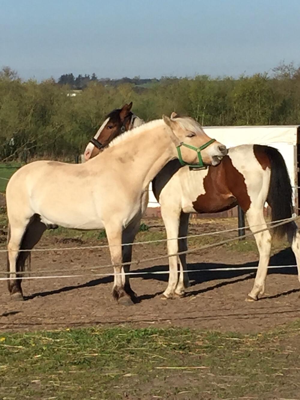 Anden særlig race Holmbergs Kiki Nova billede 14