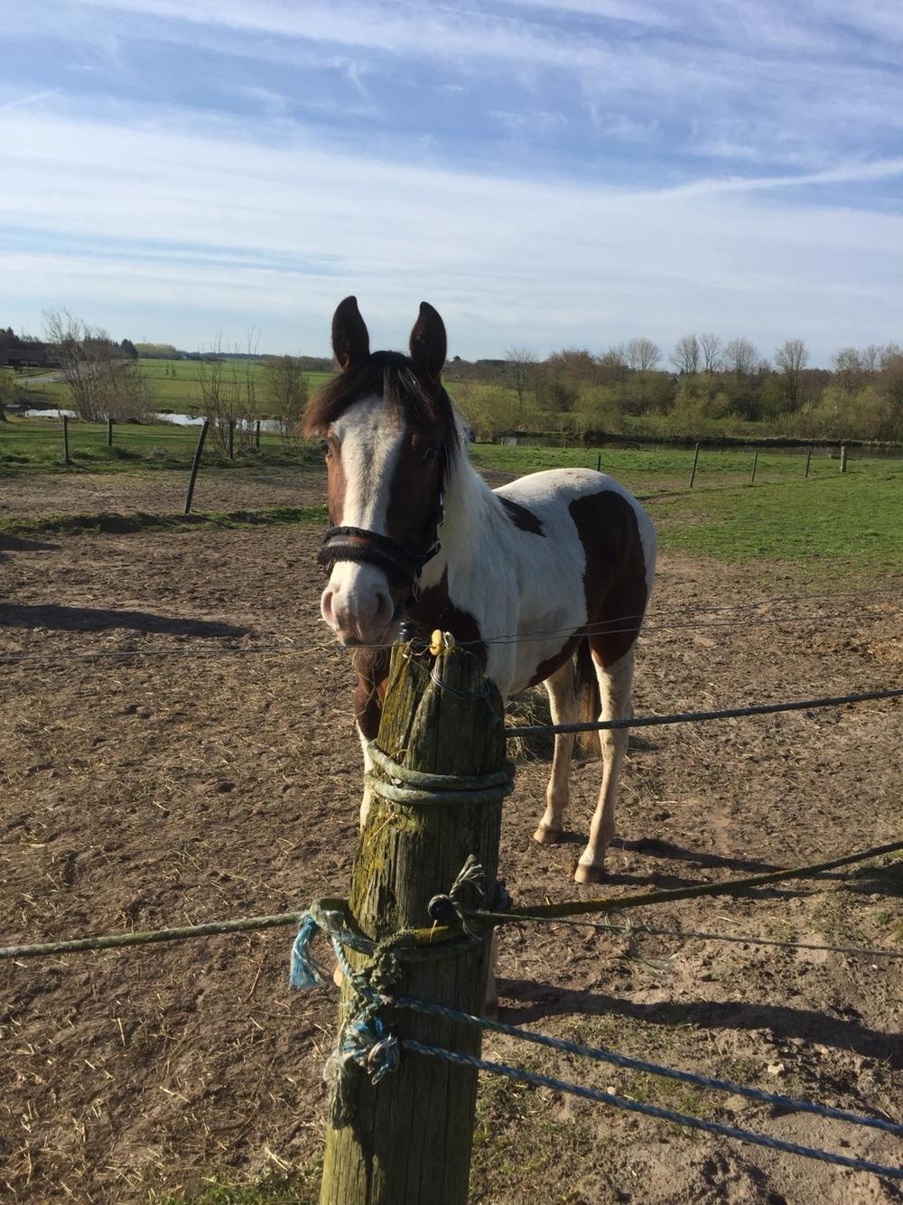 Anden særlig race Holmbergs Kiki Nova billede 15