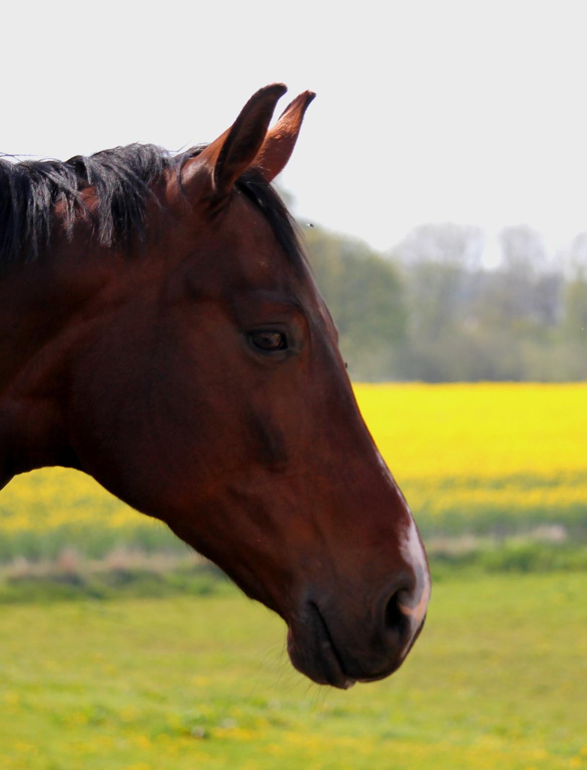 Tysk Oldenburger Sienna Bastbjerg billede 11