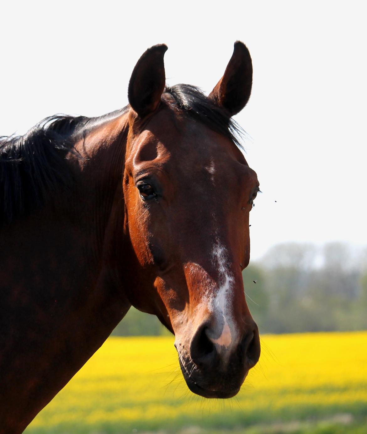 Tysk Oldenburger Sienna Bastbjerg billede 12