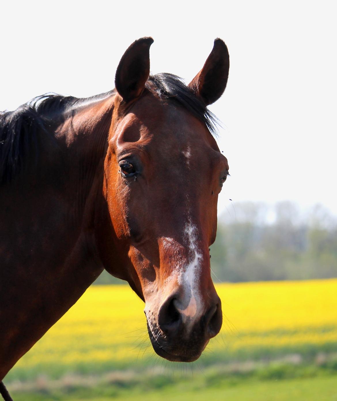 Tysk Oldenburger Sienna Bastbjerg billede 33