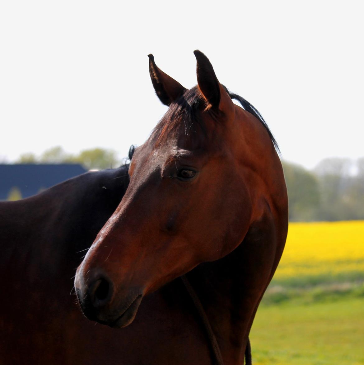 Tysk Oldenburger Sienna Bastbjerg billede 31