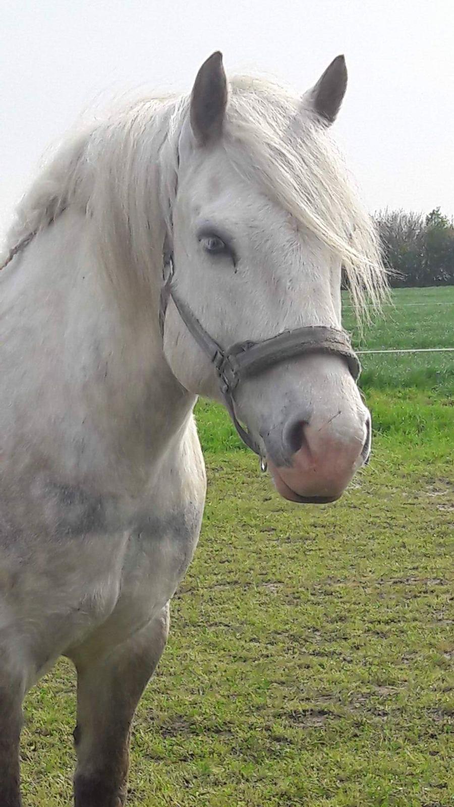 Anden særlig race Pipars billede 11