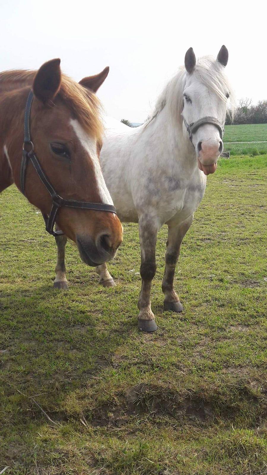 Anden særlig race Pipars billede 12