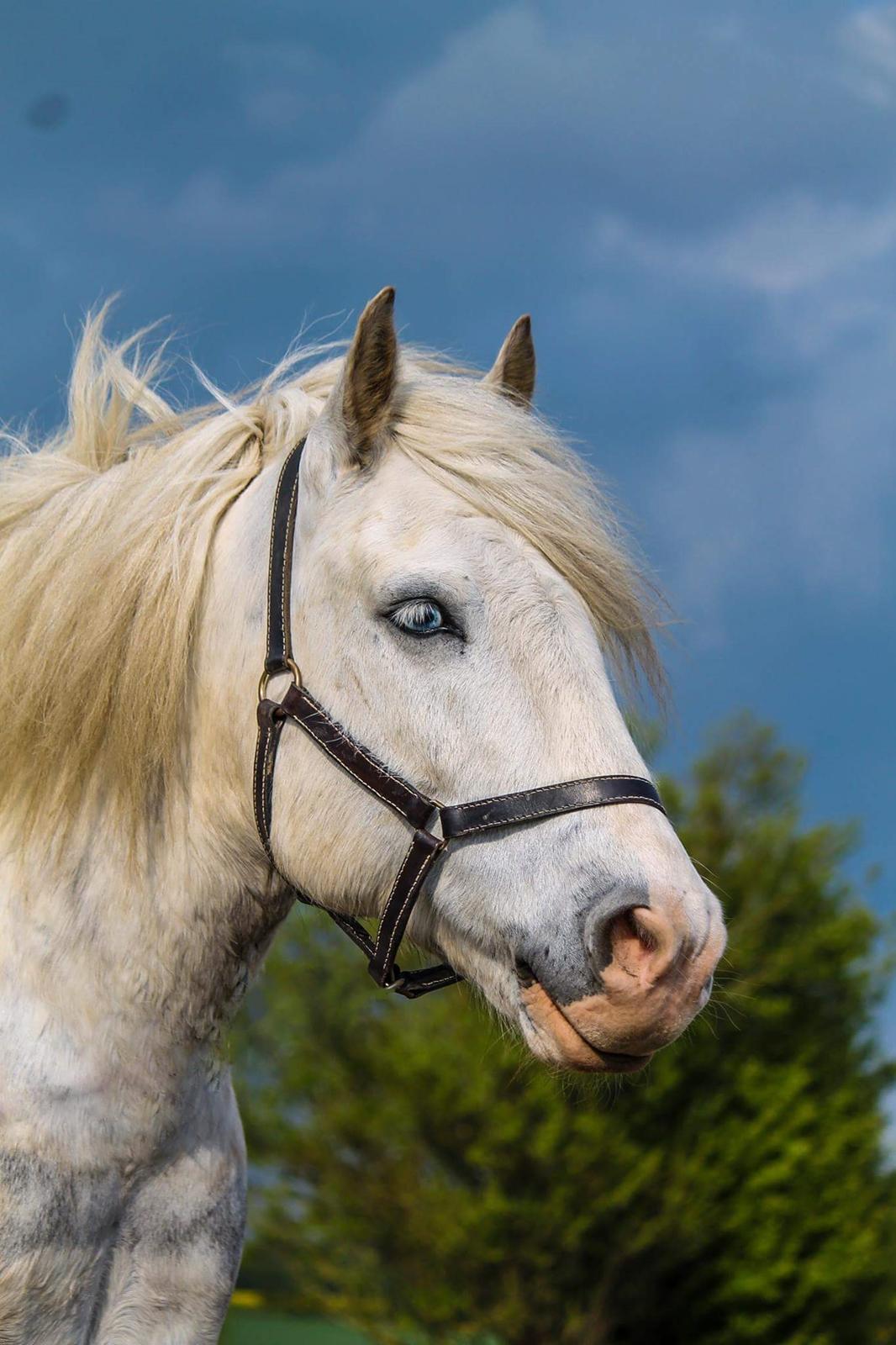 Anden særlig race Pipars billede 14