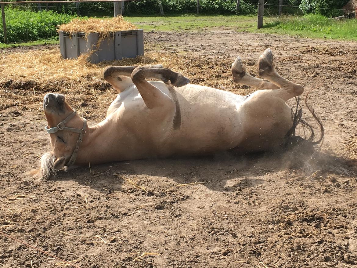 Fjordhest Glibings flamme billede 9