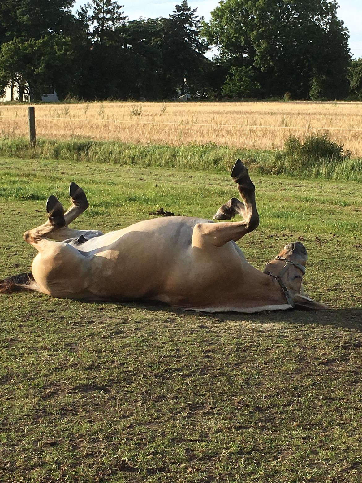 Fjordhest Glibings flamme billede 10