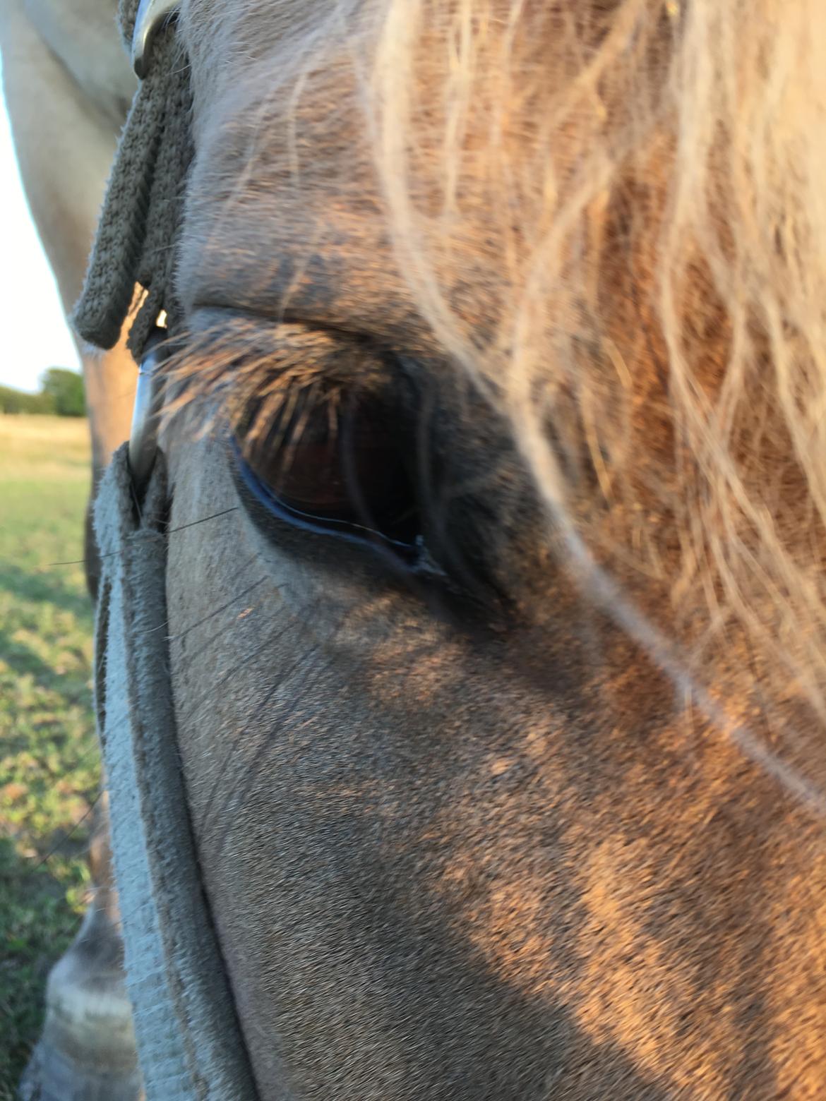 Fjordhest Glibings flamme billede 11