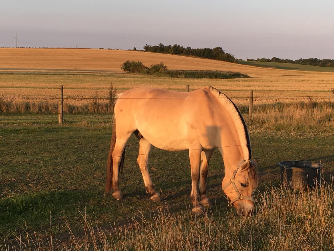 Fjordhest Glibings flamme billede 12