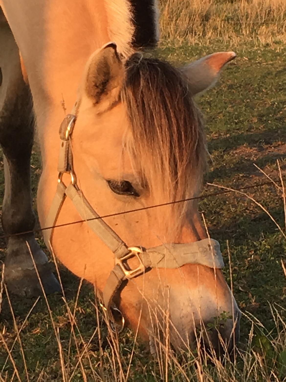 Fjordhest Glibings flamme billede 13