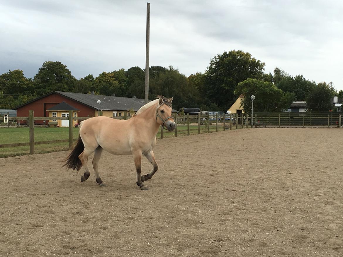 Fjordhest Glibings flamme billede 14
