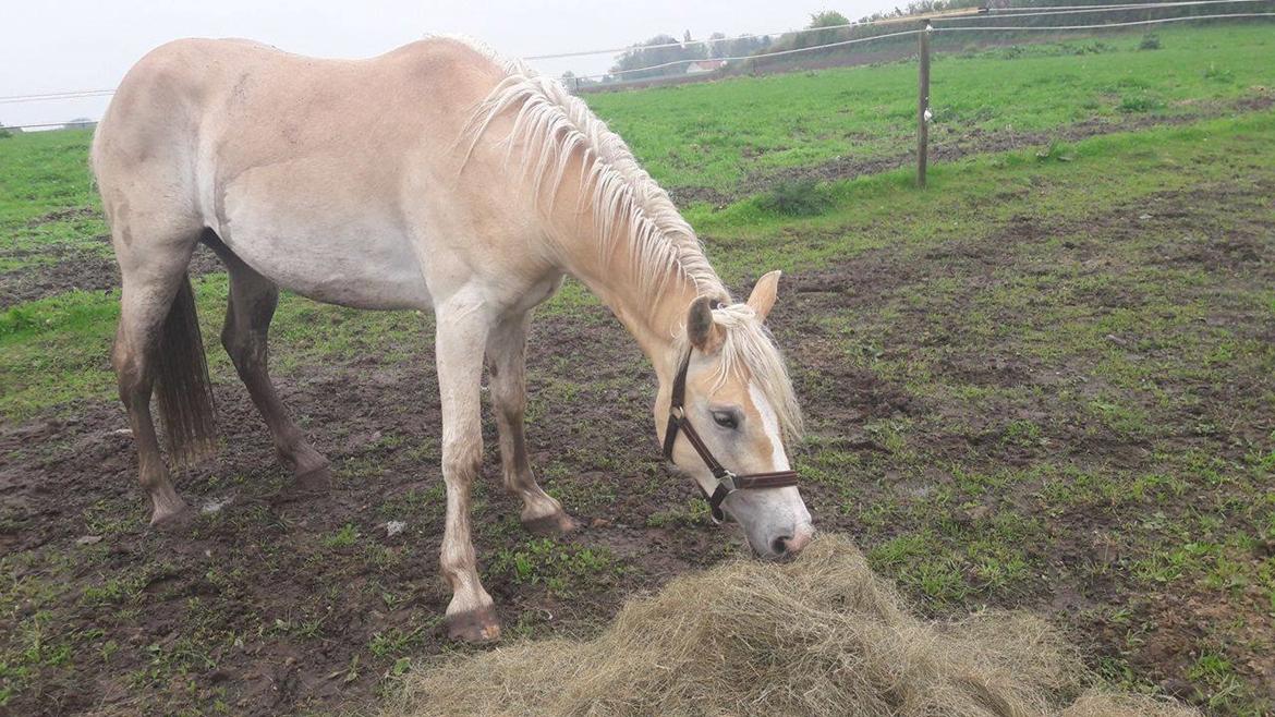 Haflinger Naomi af åtte bjerge billede 3