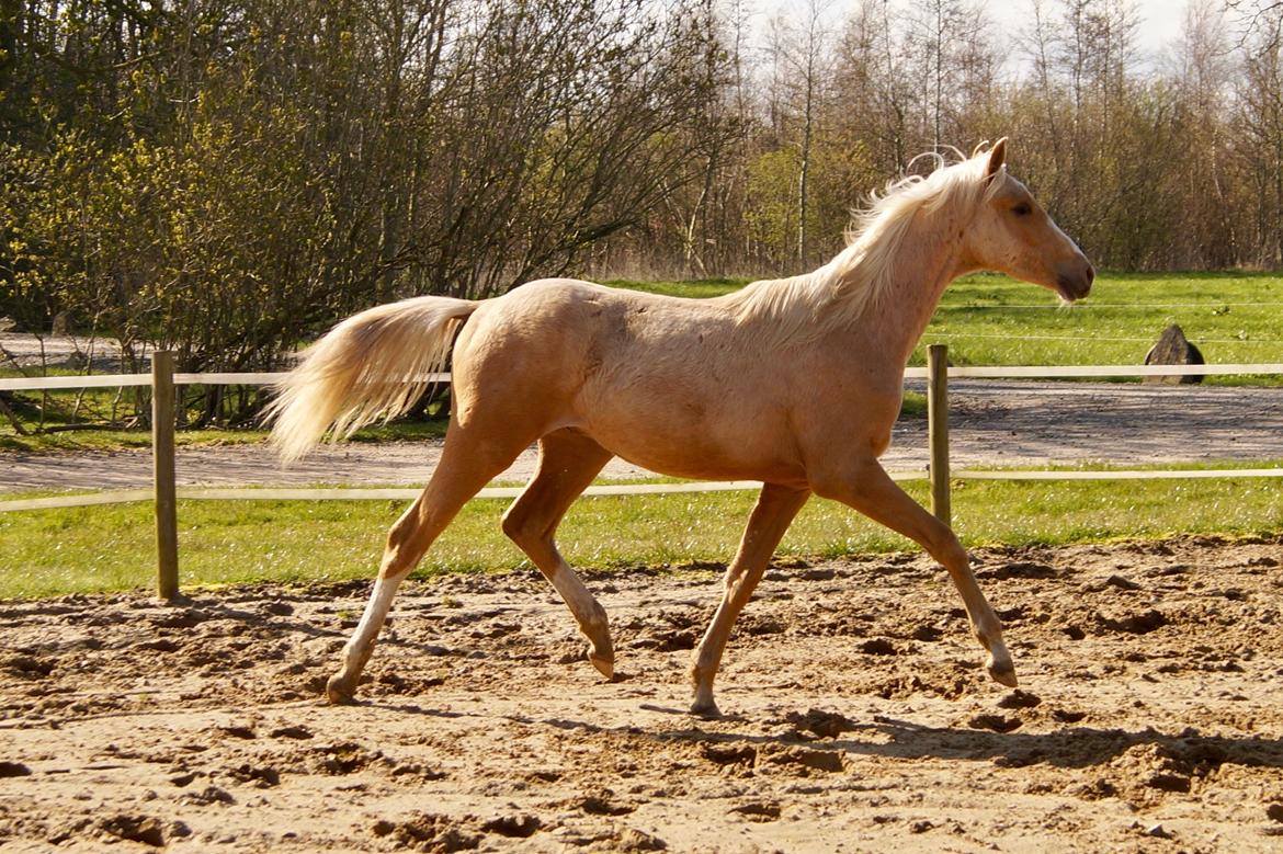 Palomino Hedegaards chrispy hit billede 3