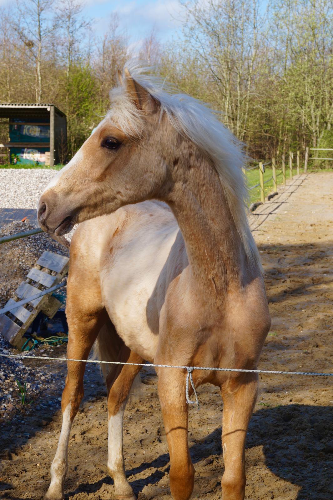 Palomino Hedegaards chrispy hit billede 2