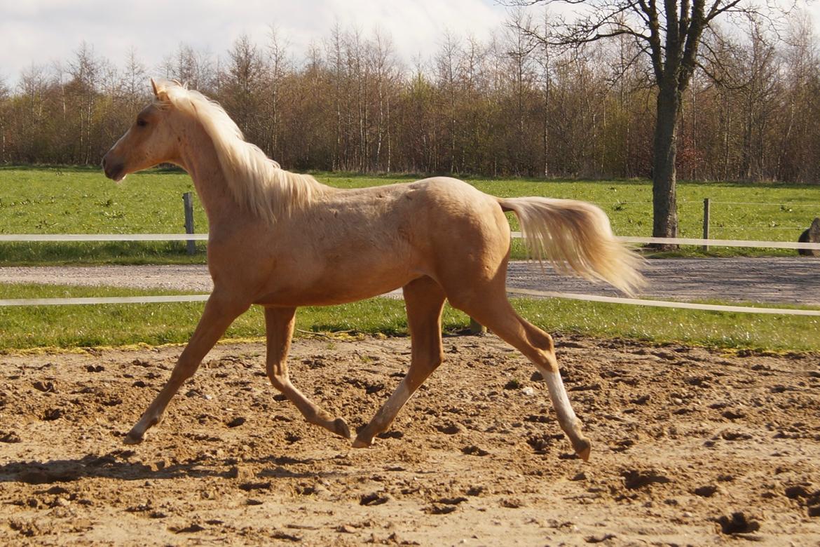 Palomino Hedegaards chrispy hit billede 5