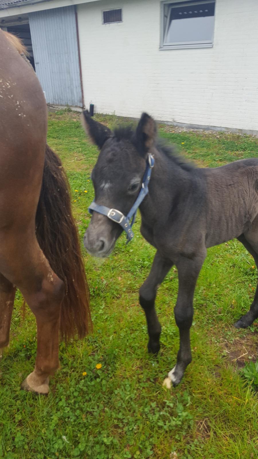 New Forest Harbogaards Cody billede 11