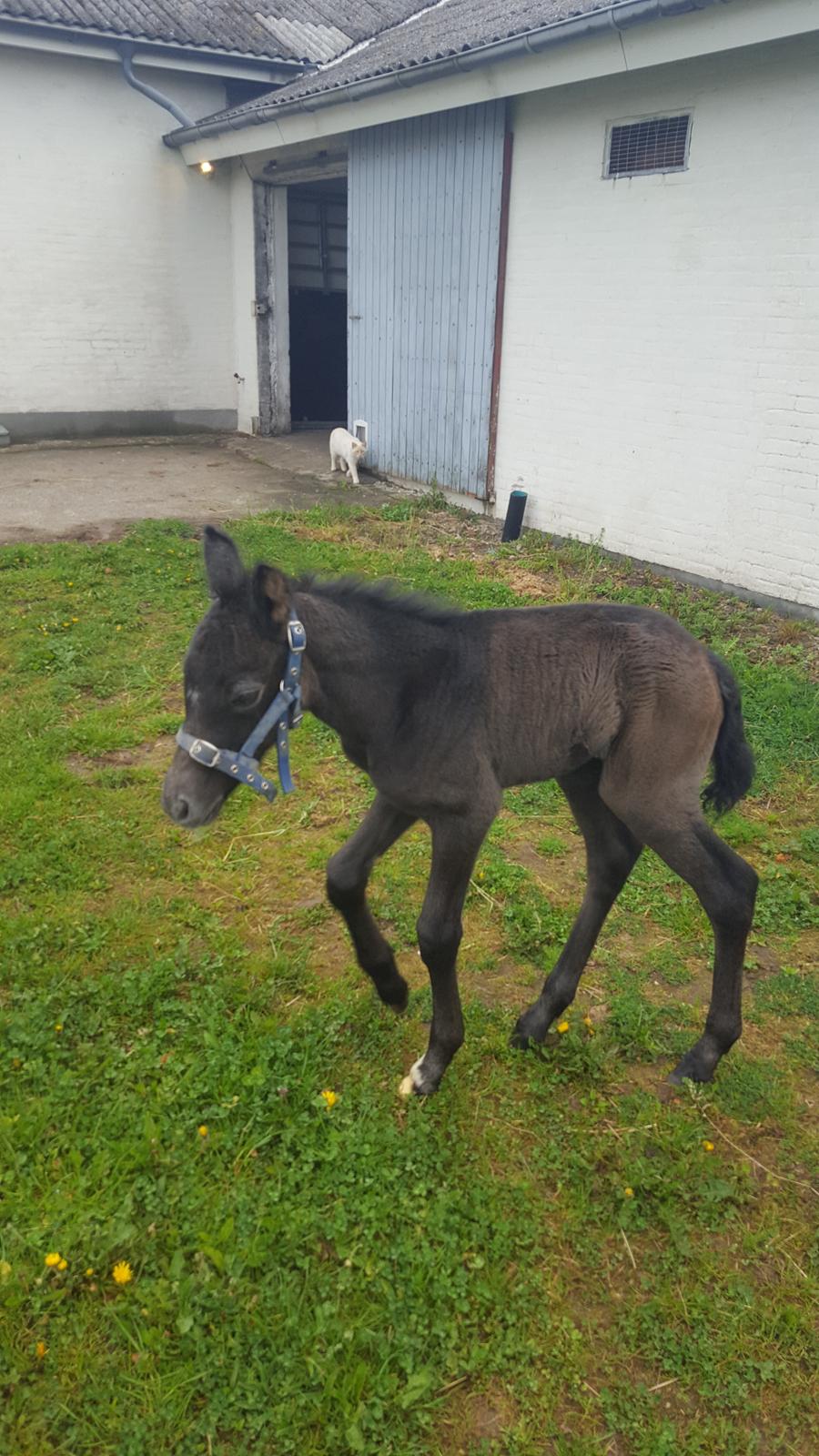 New Forest Harbogaards Cody billede 12