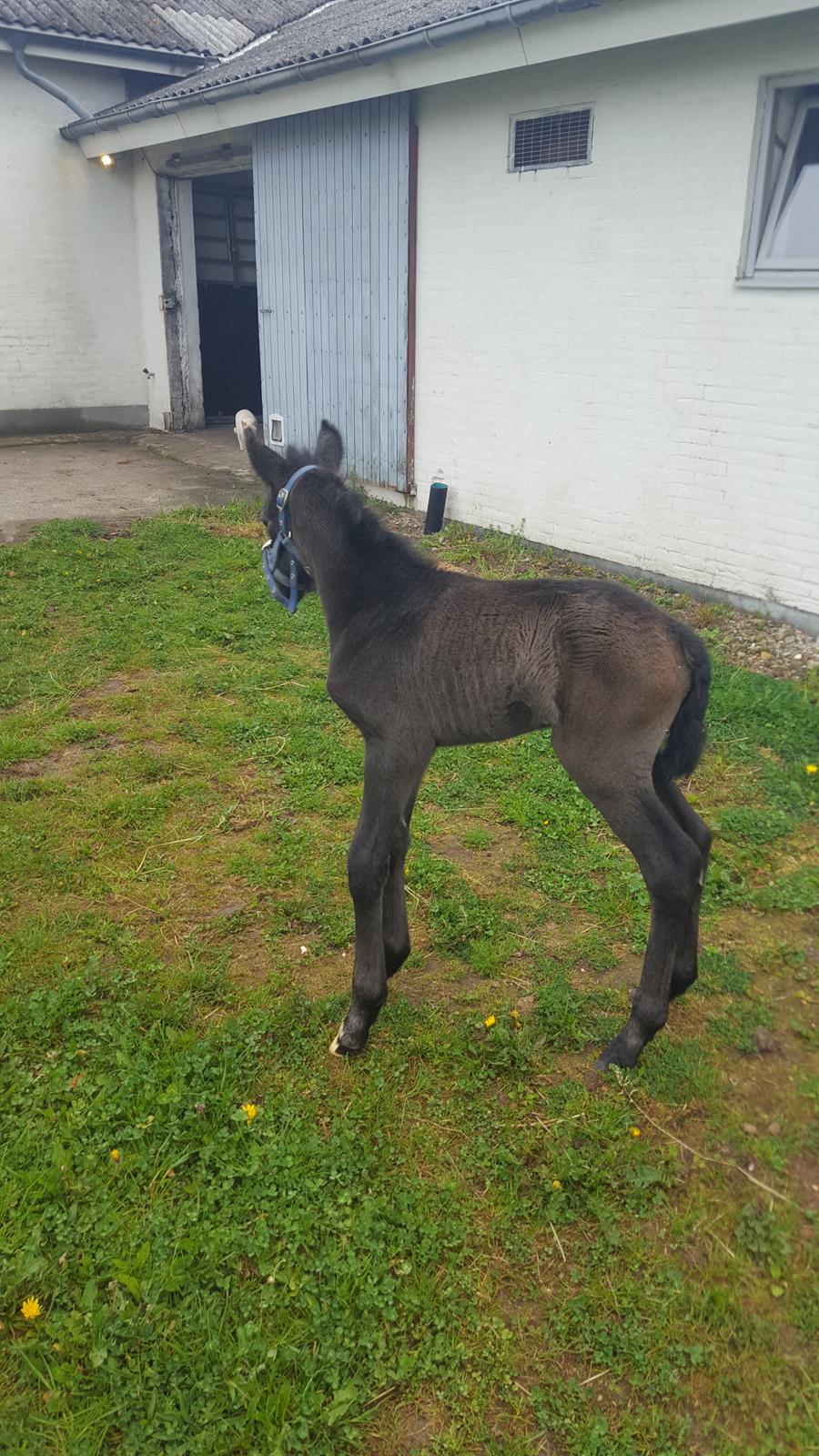 New Forest Harbogaards Cody billede 13